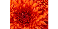 菊花云集团 logo