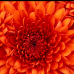 菊花 (菊花云集团 CEO)