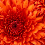 菊花 (菊花云 CEO)